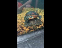 Turtle mess with turtle at the bottom