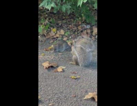 Collab winy - Squirrel and rat stand next to each other at park