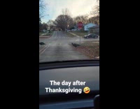 Wild turkeys roam around the street neighborhood