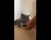 Gray cat lay on pair of slippers