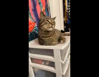 Girl asks question cat nods head yes