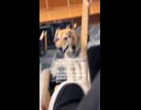 College professor brings pet dog inside classroom