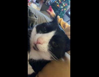 Collab Clips MPUGC2 - Guy sniffing his stinky cat 