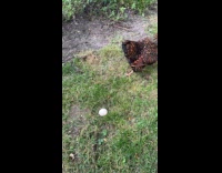 Chicken lay egg in front of filmer