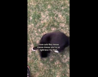 Guy films cat spin and stand trick