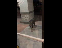 Random javelina pig waits outside the restaurant