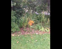 Brown leaf floats suspended in air backyard 