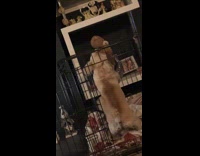 Puppy able to remove stuck plush toy