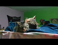 Cat licks other cat ears on bed
