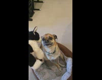 Dog tries to bite toy 