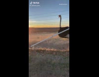 Collab ClipsIG - Dad trips and falls while racing ostrich