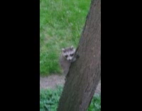 Baby raccoon climbs up the tree at the backyard