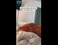 Dog on bed looks back at girl 