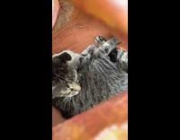 Cat lays inside hollow pumpkin decor