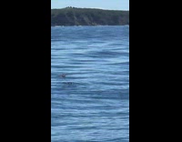 Bird fly hop on surface of ocean