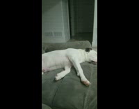 Man wakes up dog sleep on sofa