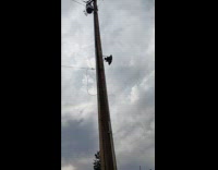 Dog look up at squirrel on pole
