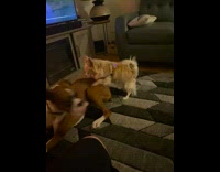 Small dog tries to hump boxer dog 