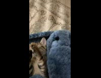 Striped kitten plays dead after playing with toy 