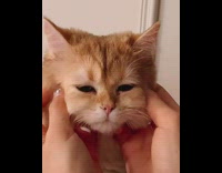 Lady gives orange cat face massage