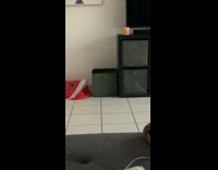 Black cat jumps out grey storage container 