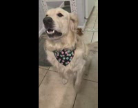 Collab Pets For All - Dog barks for cheese bread in peppermint bandana