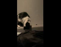 Black white cat scratches and tap bed