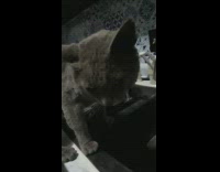 Grey cat drinks water from sink faucet 