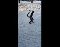 Collab BitchMP - Group of people laughing at monkey and then realize it only has one arm 