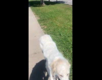 Bird pulling out fur from dogs tail