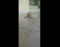 Brown puppy dog yawns red collar 