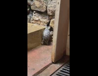 Turtle trying to pull itself up onto step falls 