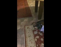 Two dachshund dogs stare at pet cat