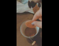 Grey bird tries to steal biscuit tea 