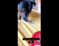 Black pitbull dog takes candy from bowl 