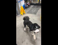 Dogs escaped from car followed hooman to the store