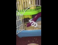 Hamster lays down on yellow exercise wheel 