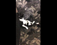 Cat sits weird like human in couch