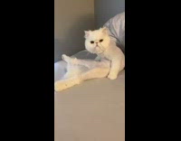 White shaved cat sits on bed like human