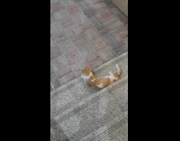 Cat play with mice roll on pavement