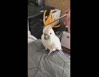 Girl uses chopsticks to scratch birds feathers 