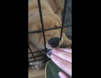 Puppy in crate licks wet fingers 
