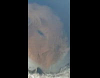 Brown Guinea Pig sleep inside small brown house in cage