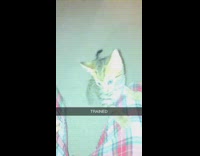 Brown grey kitten high fives girl pajamas 