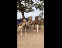 Bunch of camels eat together 