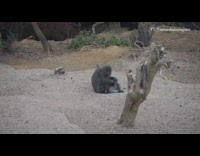 Grey monkey grooms and cleans other monkey 