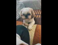 Dog Stares Hilariously on Submitter as it Lays on Couch