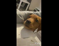 Brown dog told no cries and throws a fit 