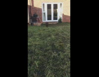 Black dog runs in slomo