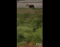 Dog plays red light green light 